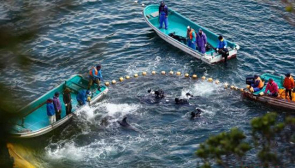 日本遇“魚荒”向中國“甩鍋” 我們不同意！|餐飲界