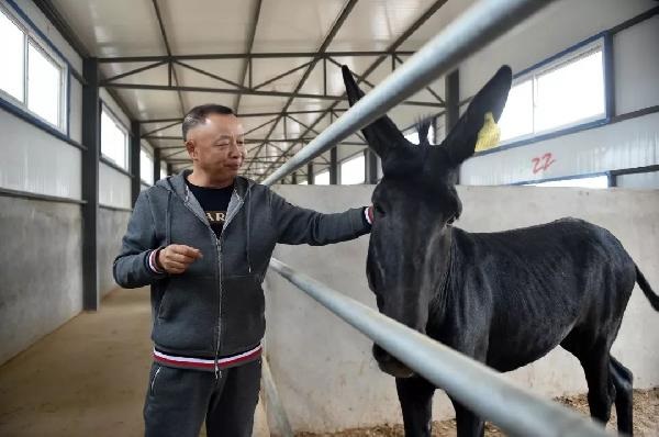 供應不足挑戰(zhàn)商家底線？一條驢肉供應鏈引發(fā)的連鎖危機