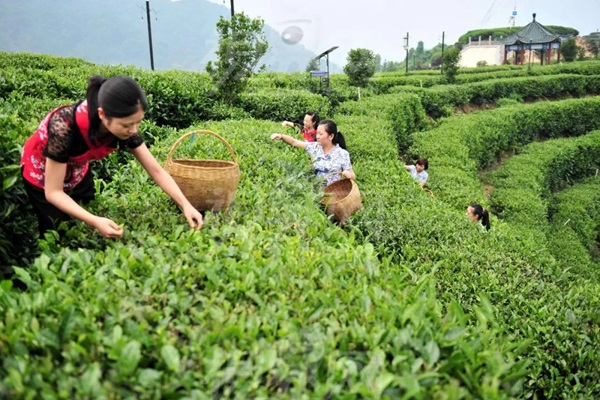 比肩星巴克？新中式茶飲的下半場得好好抓抓供應(yīng)鏈管理這門課了