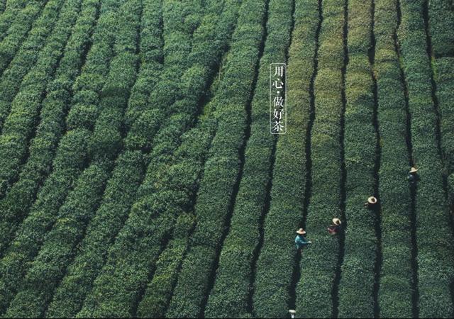 如何掘金500億新茶飲市場，打造一杯有故事的黑龍茶？