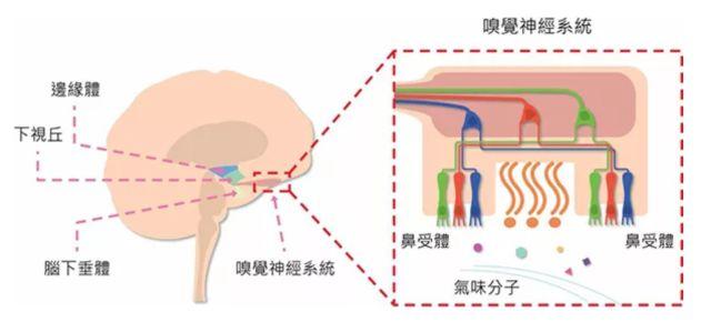 讓消費者欲罷不能的氣味營銷，餐飲人該如何實現(xiàn)？ | 餐見